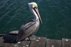 Pelecanus occidentalis