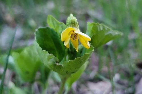 Smooth Yellow Violet