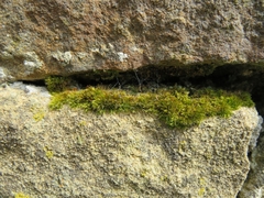 Rhynchostegiella tenella