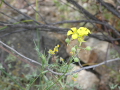 Physaria tenella