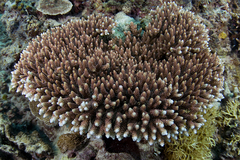 Acropora millepora