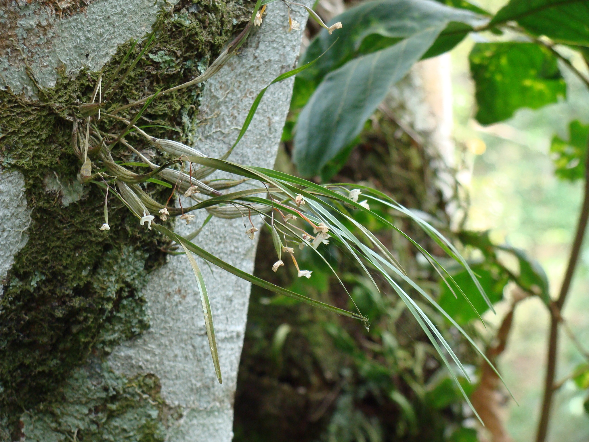 Scaphyglottis crurigera