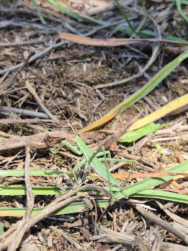 Predatory Bush-cricket