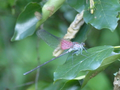 Archineura incarnata