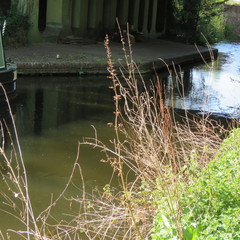 Scrophularia auriculata