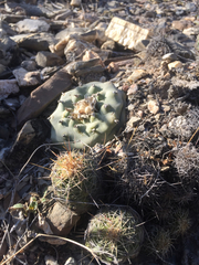 Lophophora diffusa