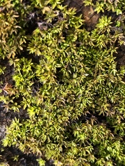 Hyophila involuta