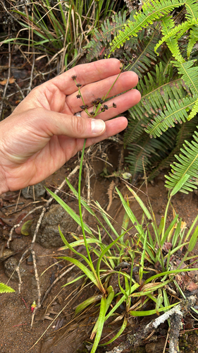 Juncus planifolius observed 2026-05-27