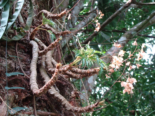 Begonia crassicaulis, photograph 3