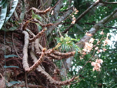 (c) Alexis López Hernández, some rights reserved (CC BY) Begonia crassicaulis, photograph (c) Alexis López Hernández, some rights reserved (CC BY)