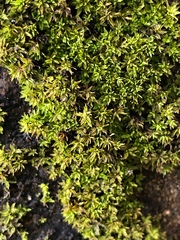 Hyophila involuta
