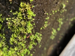 Hyophila involuta