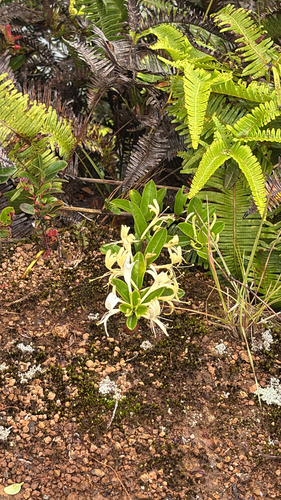 Lonicera japonica, 2026-05-27
