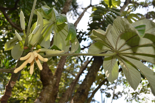 Cecropia pachystachya