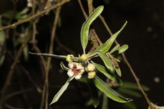 Pyrus salicifolia