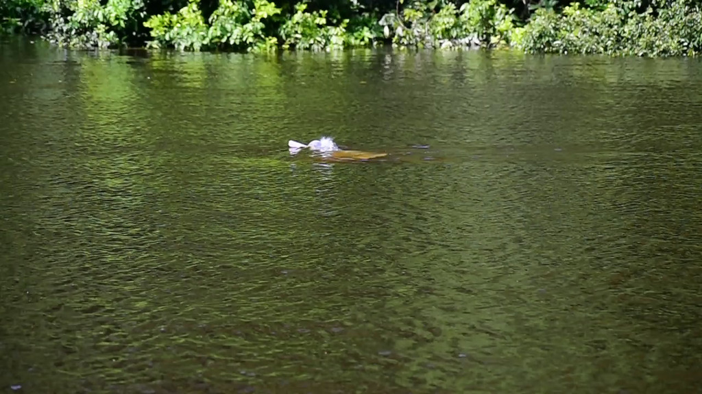 Amazon river dolphin surfacing in green water beside flooded forest
