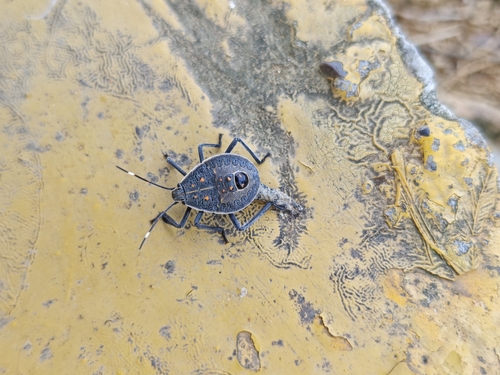 Yellow-spotted Stink Bug