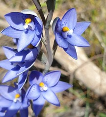 Thelymitra × truncata