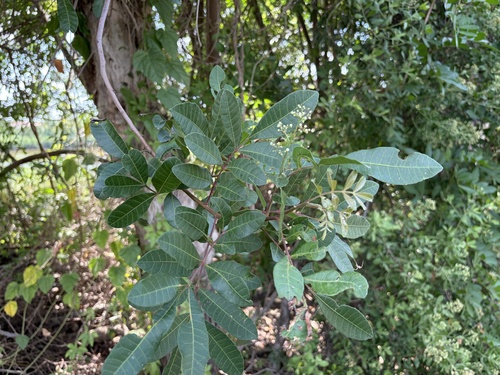 Brazilian pepper