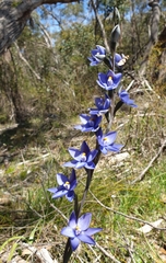 Thelymitra × truncata
