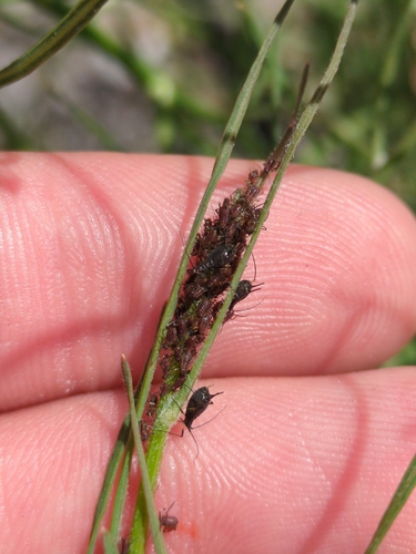 Uroleucon chondrillae