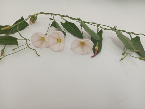 field bindweed