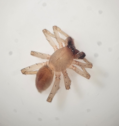 Clubiona abboti