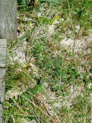 Timon lepidus ibericus