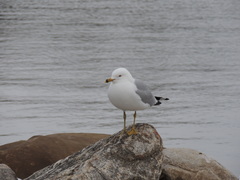 Larus delawarensis
