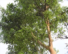 Ficus racemosa
