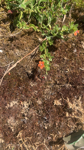 scarlet pimpernel