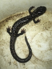 Plethodon glutinosus
