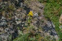 Solidago virgaurea lapponica