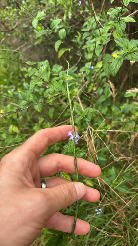 Stachytarpheta cayennensis observed 2026-05-27