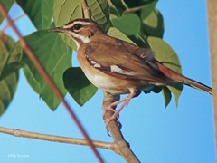Bearded Scrub Robin photo 4