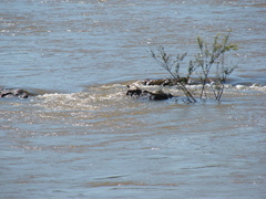 Phrynops williamsi
