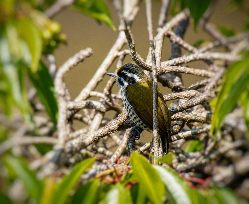 Speckled Piculet