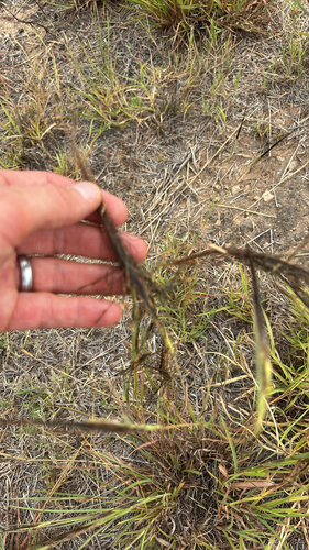 Heteropogon contortus observed 2026-05-27