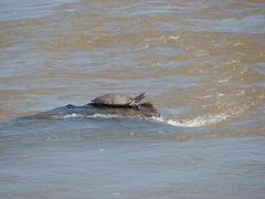 Phrynops williamsi