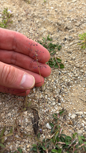Eragrostis tenella observed 2026-05-27