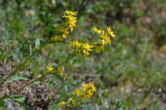 Solidago virgaurea lapponica