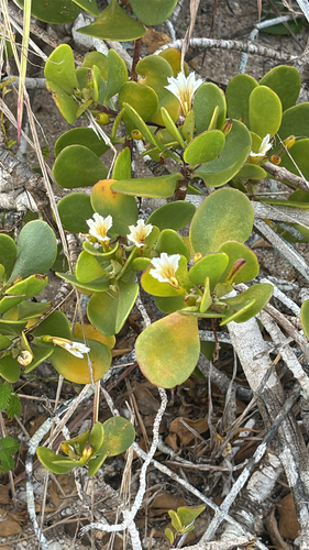 Scaevola coriacea observed 2026-05-27