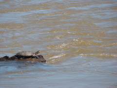 Phrynops williamsi