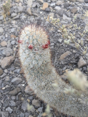 Mammillaria pottsii