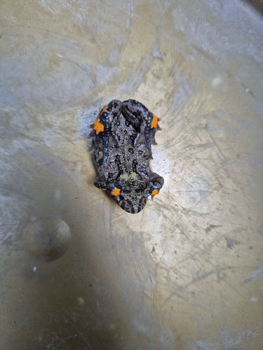 European Fire-Bellied Toad