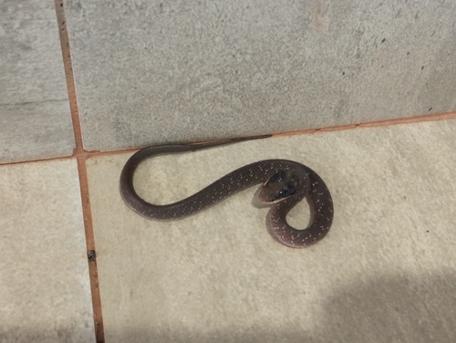 Red-lipped Snake