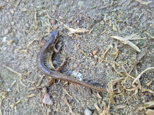 Smooth Newt