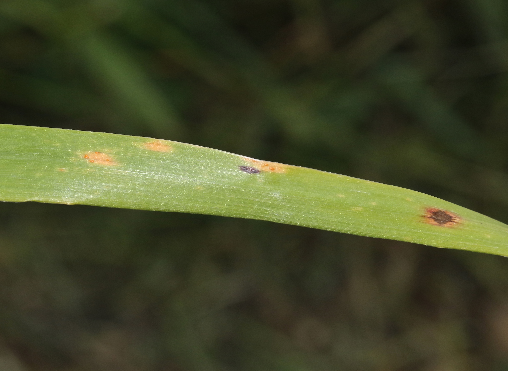 Puccinia coronata image