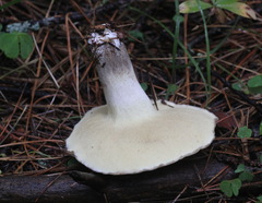 Suillus placidus