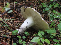 Suillus placidus